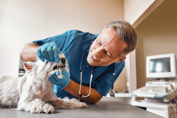 Best Emergency Root Canal Treatment in Bradley, IL